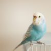 セキセイインコが噛む 痛いほど噛む理由や その対処法をご紹介 Intelivia